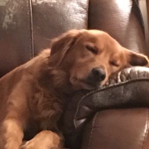 Help Mom with SPRING Cleaning. Woof 🐾